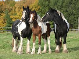 Image result for horses